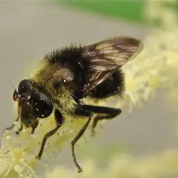 Criorhina coquilletti Williston, 1892:145