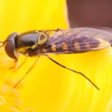 Allograpta borbonica Kassebeer, 2000:46