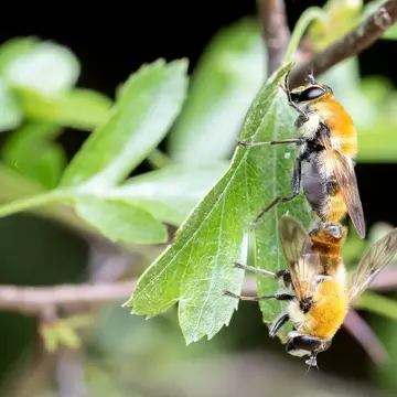 Criorhina floccosa (Meigen, 1822):238