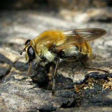 Criorhina floccosa (Meigen, 1822):238