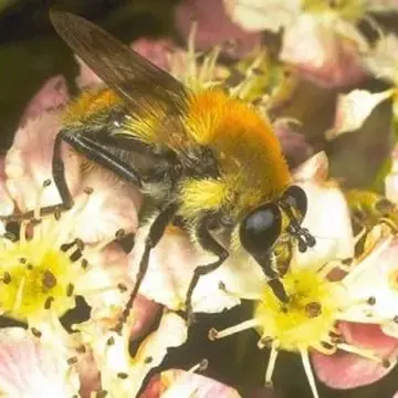 Criorhina floccosa (Meigen, 1822):238