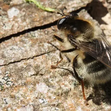 Criorhina ranunculi (Panzer, 1805):21
