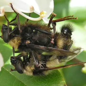 Criorhina kincaidi Coquillett, 1901:611
