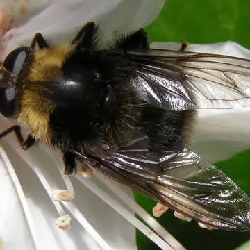 Criorhina kincaidi Coquillett, 1901:611
