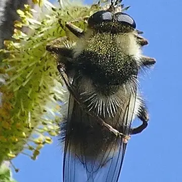 Criorhina kincaidi Coquillett, 1901:611