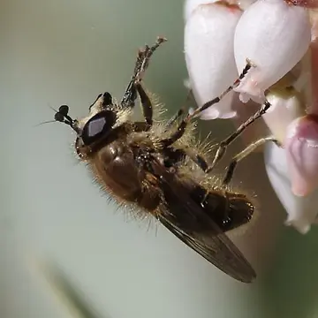 Sphecomyia metallica (Bigot, 1882):lxvii