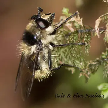 Criorhina nigripes (Williston, 1882):78