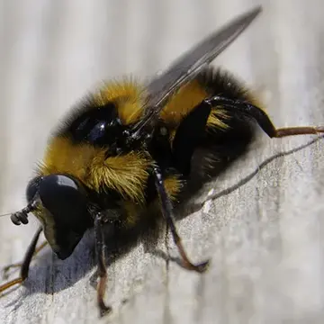 Criorhina nigriventris Walton, 1911:318