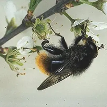Criorhina ranunculi (Panzer, 1805):21
