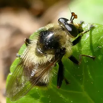 Criorhina tricolor Coquillett, 1900:436