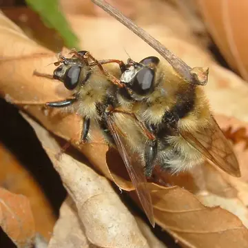 Criorhina nigriventris Walton, 1911:318