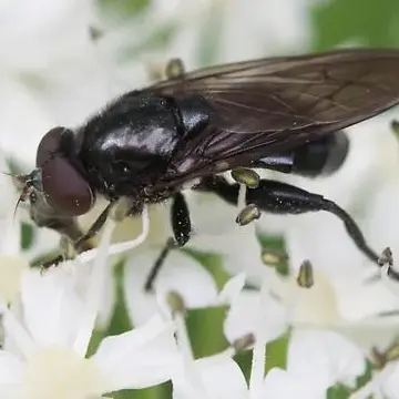 Cynorhinella bella (Williston, 1882):308