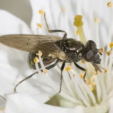 Cynorhinella longinasus Shannon, 1924:124