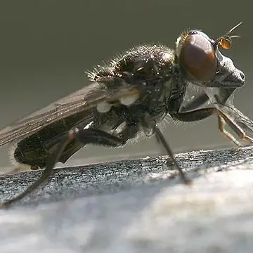 Cynorhinella longinasus Shannon, 1924:124