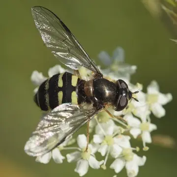 Dasysyrphus venustus (Meigen, 1822):299