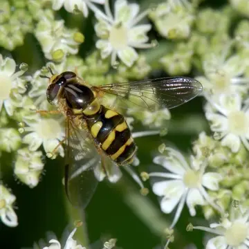 Dasysyrphus albostriatus (Fallén, 1817):42