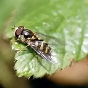 Dasysyrphus albostriatus (Fallén, 1817):42