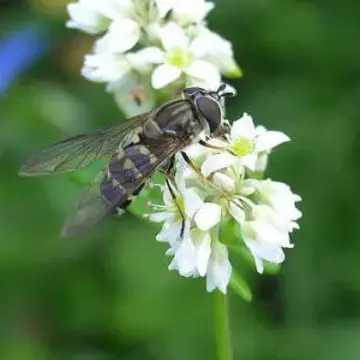 Dasysyrphus bilineatus (Matsumura, 1917):38