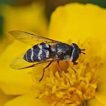 Dasysyrphus creper (Snow, 1895):234