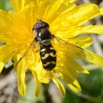 Dasysyrphus creper (Snow, 1895):234