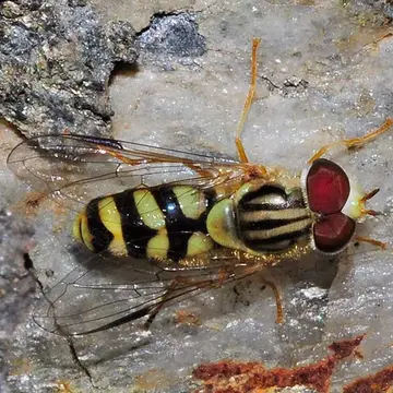 Dasysyrphus eggeri (Schiner, 1860):303