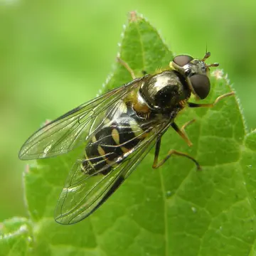 Dasysyrphus friuliensis Goot, 1960:105