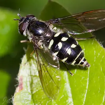 Dasysyrphus intrudens (Osten Sacken, 1877):326