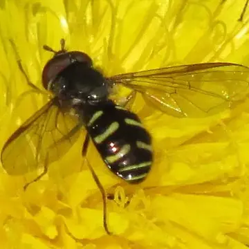 Dasysyrphus pauxillus (Williston, 1887):74