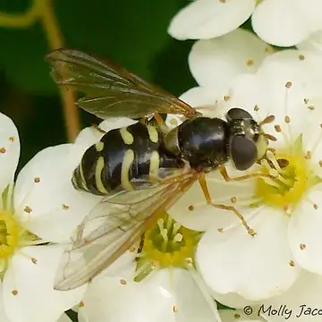 Dasysyrphus pauxillus (Williston, 1887):74