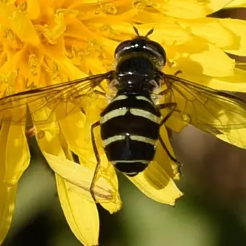 Dasysyrphus limatus (Hine, 1922):146