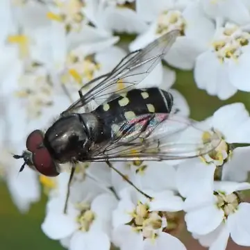 Dasysyrphus occidualis Locke & Skevington, 2013:52