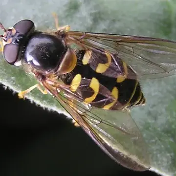 Dasysyrphus osburni (Curran, 1925):177