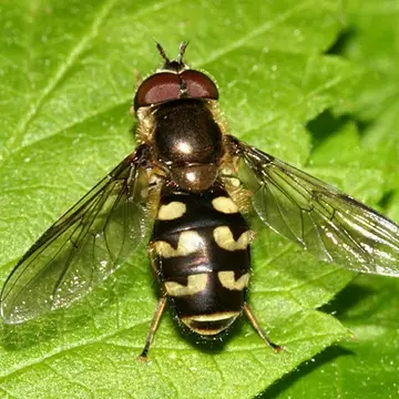 Dasysyrphus osburni (Curran, 1925):177