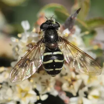 Dasysyrphus pauxillus (Williston, 1887):74