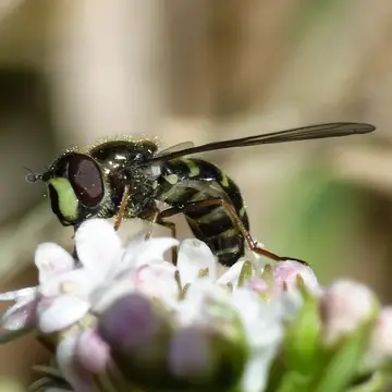 Dasysyrphus pauxillus (Williston, 1887):74