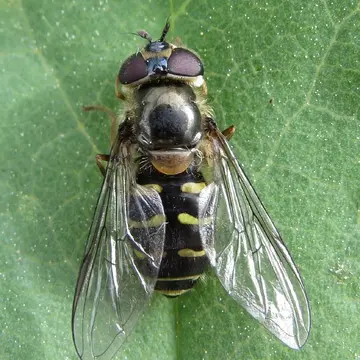 Dasysyrphus pinastri (De Geer, 1776):113