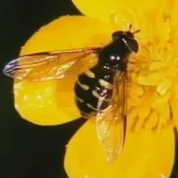Dasysyrphus pinastri (De Geer, 1776):113