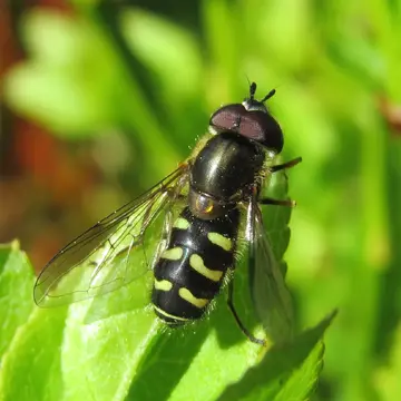 Dasysyrphus pinastri (De Geer, 1776):113