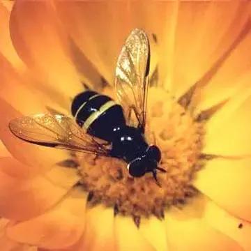 Dasysyrphus tricinctus (Fallén, 1817):41