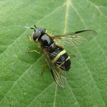 Dasysyrphus tricinctus (Fallén, 1817):41