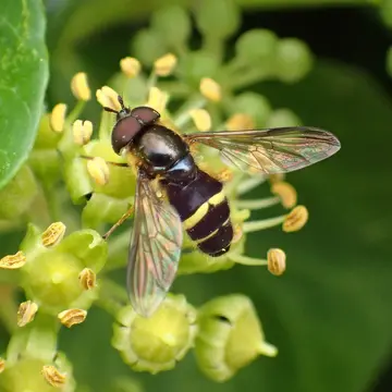 Dasysyrphus tricinctus (Fallén, 1817):41