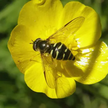 Dasysyrphus venustus (Meigen, 1822):299