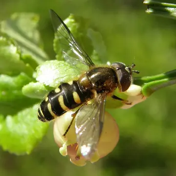 Dasysyrphus venustus (Meigen, 1822):299