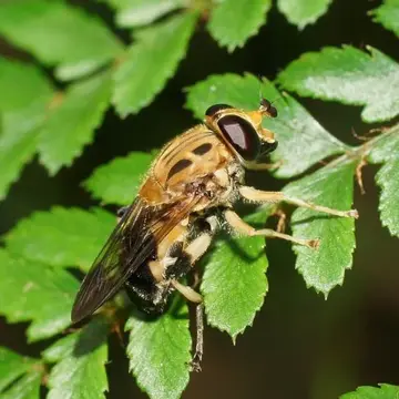 Deineches hackeri (Ferguson, 1926):524