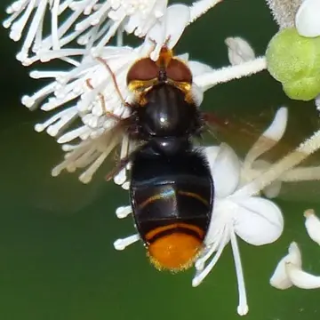 Dideomima coquilletti (Williston, 1891):19