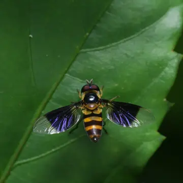 Dideopsis aegrota (Fabricius, 1805):243