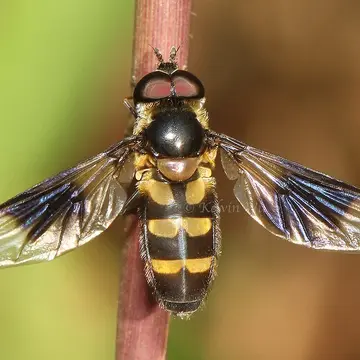 Dideopsis aegrota (Fabricius, 1805):243