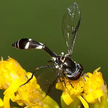 Pseudodoros clavatus (Fabricius, 1794):298