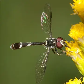 Pseudodoros clavatus (Fabricius, 1794):298