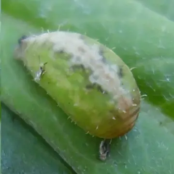Pseudodoros clavatus (Fabricius, 1794):298
